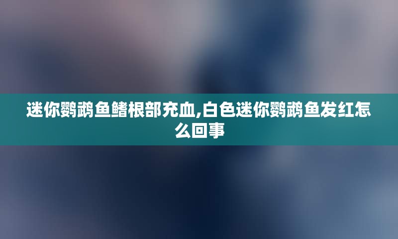 迷你鹦鹉鱼鳍根部充血,白色迷你鹦鹉鱼发红怎么回事