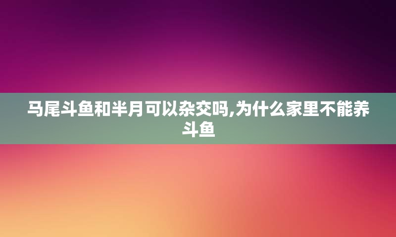 马尾斗鱼和半月可以杂交吗,为什么家里不能养斗鱼