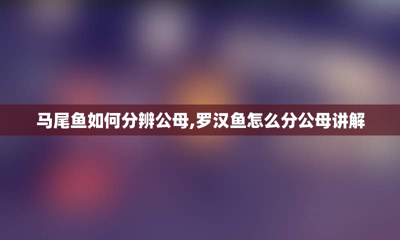 马尾鱼如何分辨公母,罗汉鱼怎么分公母讲解