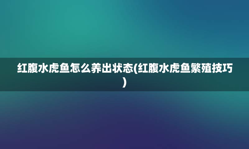 红腹水虎鱼怎么养出状态(红腹水虎鱼繁殖技巧)