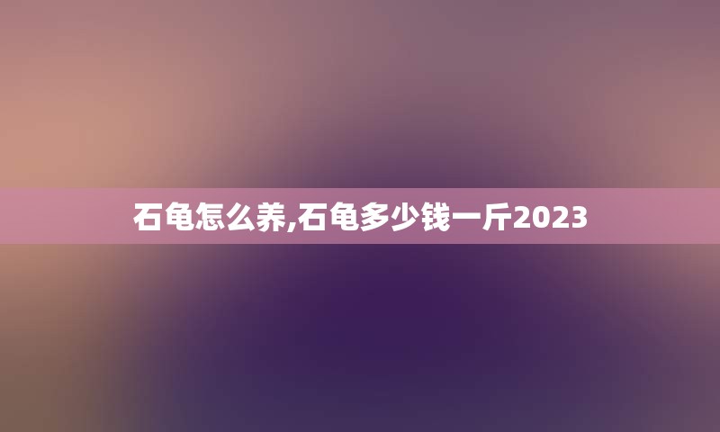 石龟怎么养,石龟多少钱一斤2023