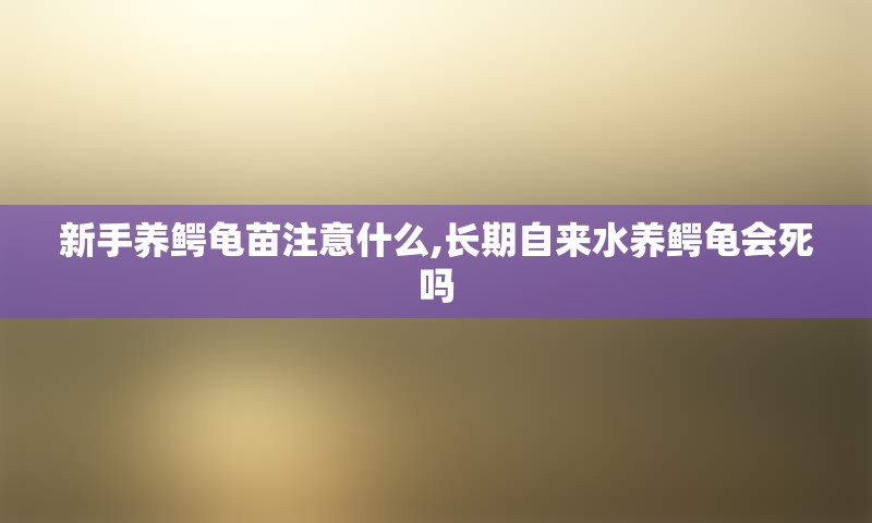 新手养鳄龟苗注意什么,长期自来水养鳄龟会死吗