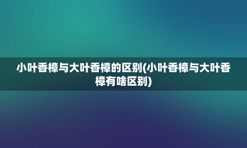 小叶香樟与大叶香樟的区别(小叶香樟与大叶香樟有啥区别)