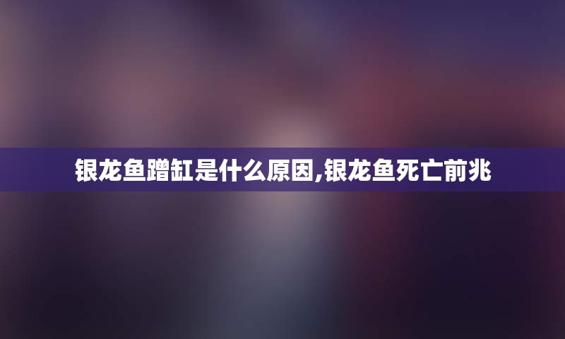 银龙鱼蹭缸是什么原因,银龙鱼死亡前兆