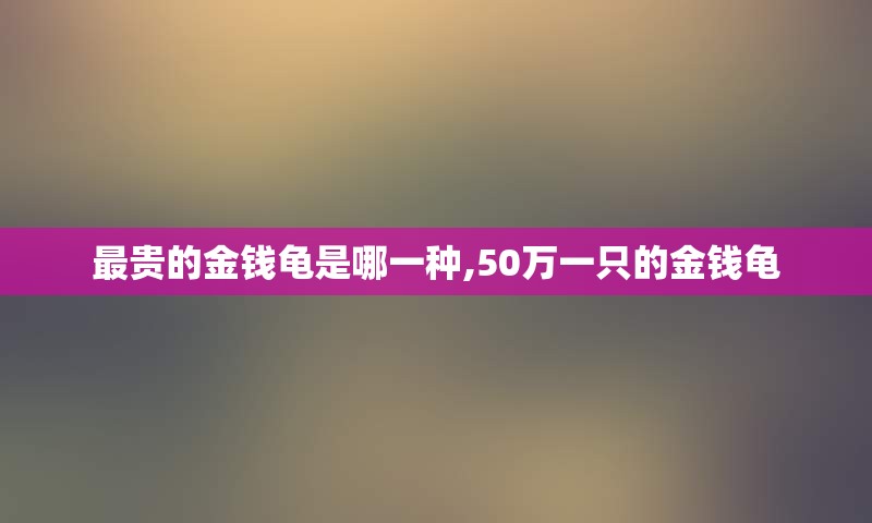 最贵的金钱龟是哪一种,50万一只的金钱龟