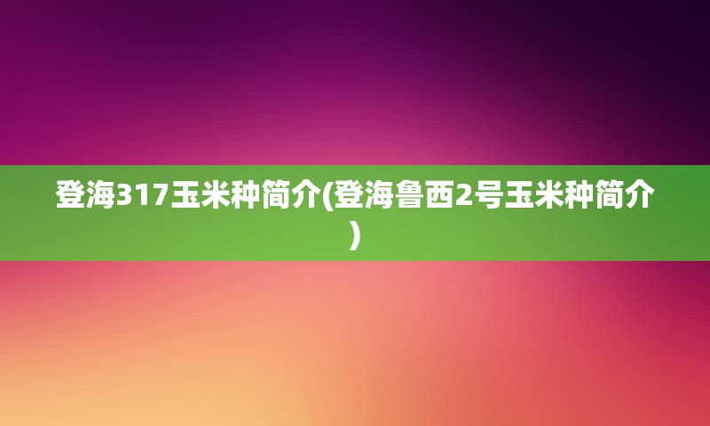 登海317玉米种简介(登海鲁西2号玉米种简介)