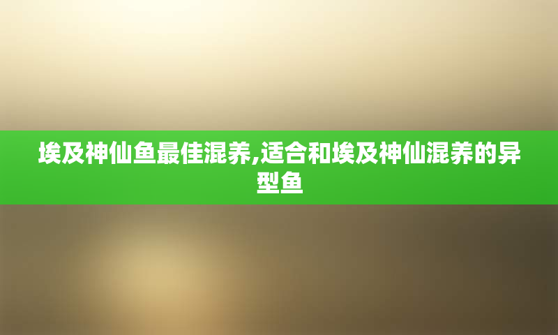 埃及神仙鱼最佳混养,适合和埃及神仙混养的异型鱼