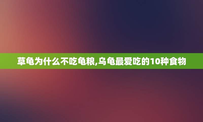 草龟为什么不吃龟粮,乌龟最爱吃的10种食物