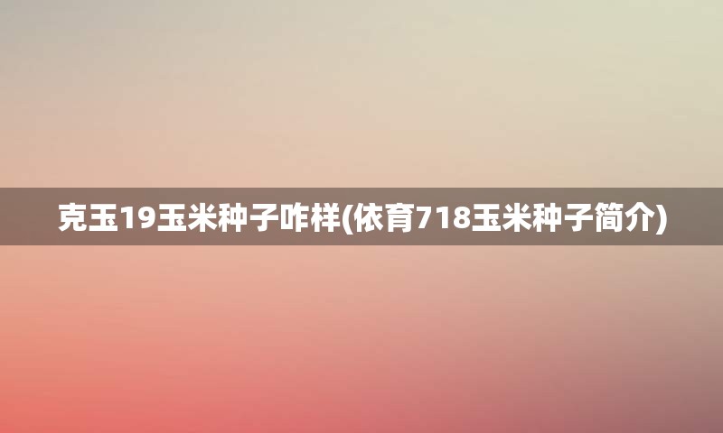 克玉19玉米种子咋样(依育718玉米种子简介)