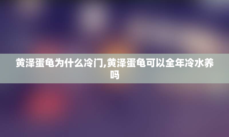 黄泽蛋龟为什么冷门,黄泽蛋龟可以全年冷水养吗