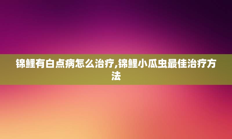 锦鲤有白点病怎么治疗,锦鲤小瓜虫最佳治疗方法