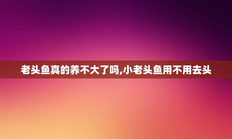 老头鱼真的养不大了吗,小老头鱼用不用去头